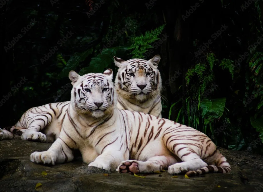 white tiger